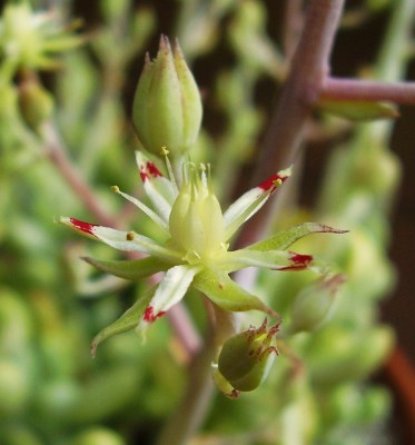 Sedum allantoides (6).JPG