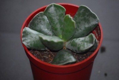 aloe 010yy.jpg