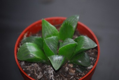 aloe 011yy.jpg