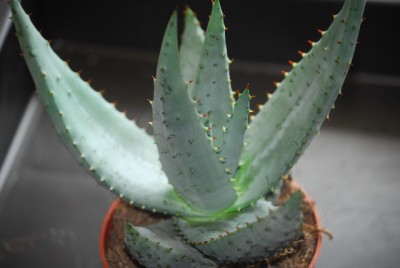 aloe 012yy.jpg