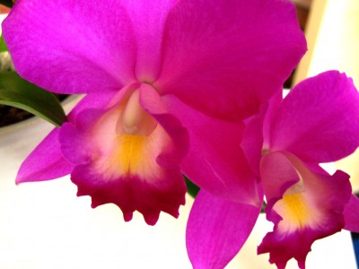 Cattleya_01.jpg