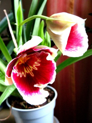 Miltoniopsis_01.jpg