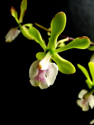 Epidendrum_01.jpg