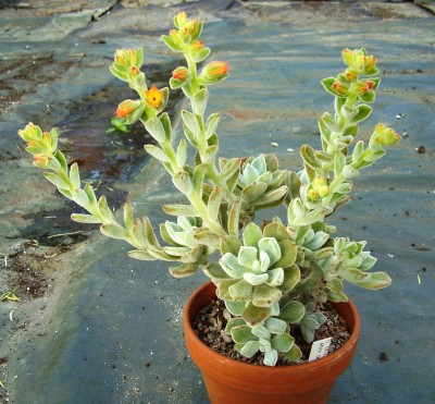 Echeveria pulvinata ´Frosty´ (6).JPG