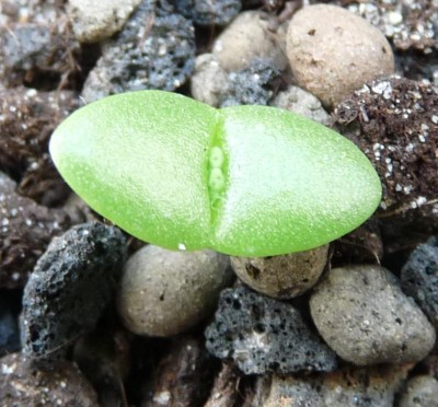 lithops1.jpg