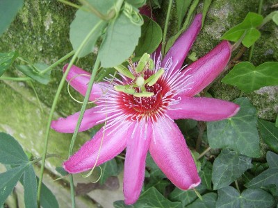 SV100297_800x600.JPG