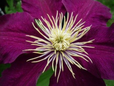 Clematis Niobe 2.JPG