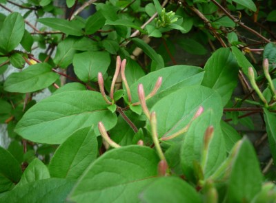 Knospen Geißblatt.JPG