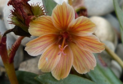Blüte neue Lewisia.JPG