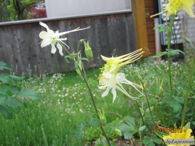 Akeleien v. Apolonia.JPG