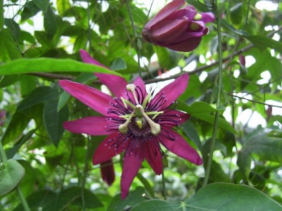 SV100287_800x600.JPG