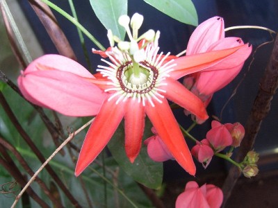 SV100259_800x600.JPG
