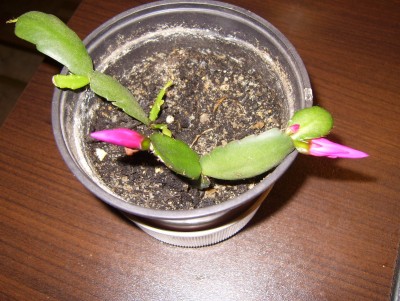 Schlumbergera.JPG