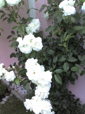 06-06-10_2117.jpg