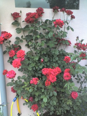 06-06-10_2116.jpg