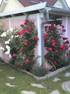 06-06-10_2115.jpg