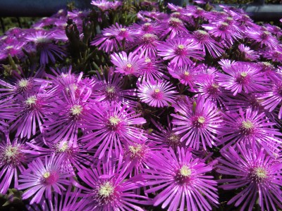 delosperma cooperi01.jpg