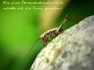 Strauch-Schrecken-Larve-Text.JPG