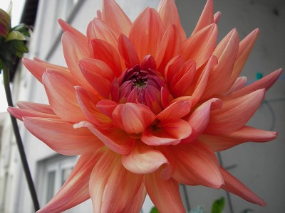 5.7.2007 dahlie 2.jpg