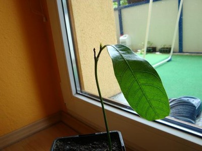 mango3.JPG