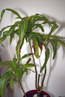 Drachenbaum_2.jpg