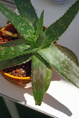 Aloe.jpg