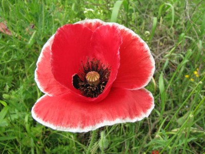 Papaver-hybr-3.JPG