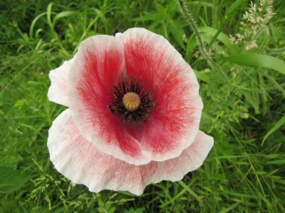 Papaver-hybr.JPG