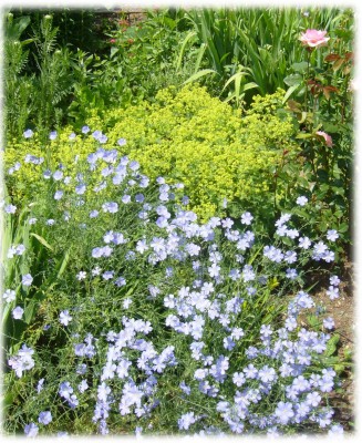 LinumAlchemilla.jpg