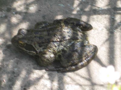 Frosch.JPG