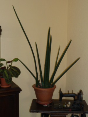 P1020118.JPG