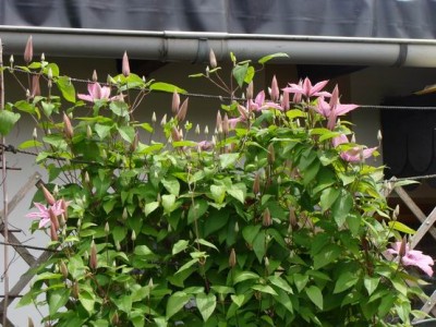 Meine Bilder 1181a.jpg