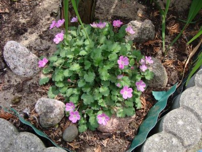 Meine Bilder 1186a.jpg