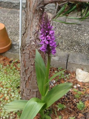 Meine Bilder 1185a.jpg