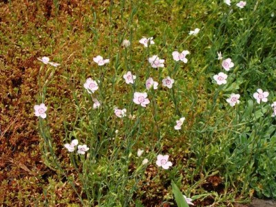 Meine Bilder 1184a.jpg