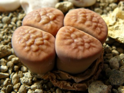 lithops03.jpg