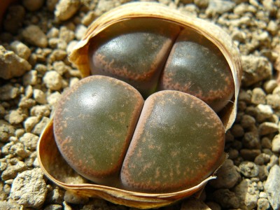 lithops02.jpg