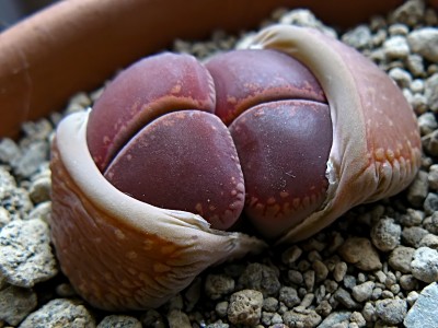 lithops01.jpg