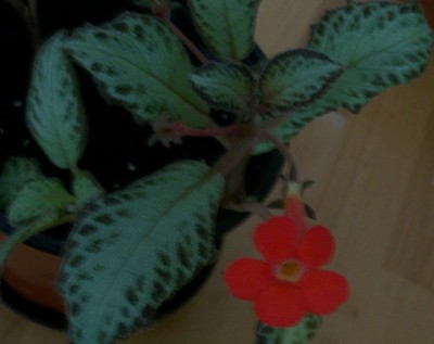 104_0009.JPG