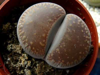 lithops04.JPG