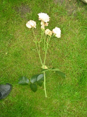 Rosensteckhölzer 002.JPG