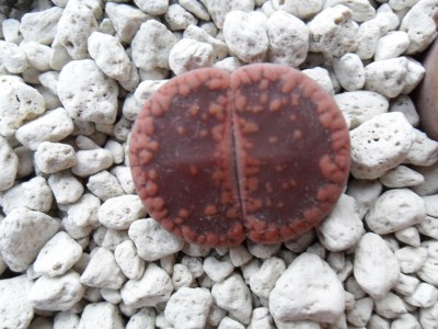 SAM_0477 - Kopie.JPG