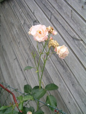 Rosensteckhölzer 001.JPG