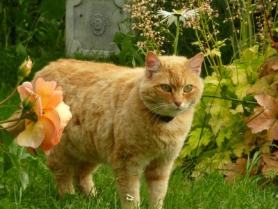 gina Pat Austin1.jpg