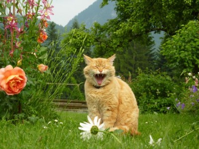 gina Pat Austin Aquilegia1.jpg