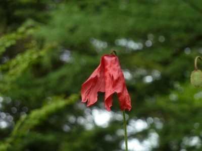 Meconopsis1.jpg