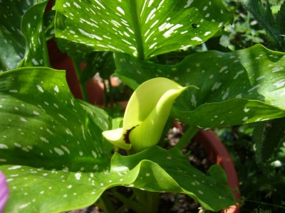 Zantedeschia1.jpg