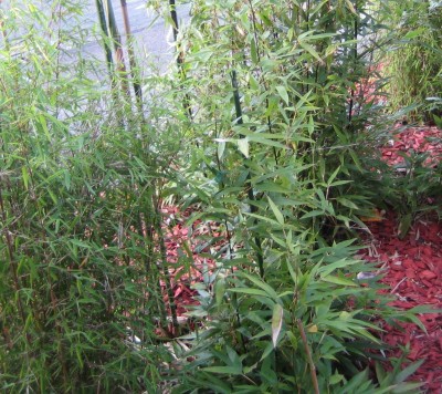 20100615_0001_6.JPG