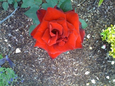 Rose 2.jpg