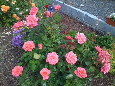 Rose I.jpg